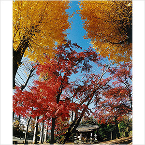 晩秋の日枝神社