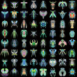 宙虫採集（ソラムシサイシュ）