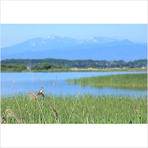 「湖畔の歌い手」