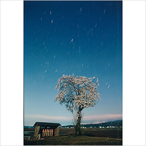 「桜咲く頃」
