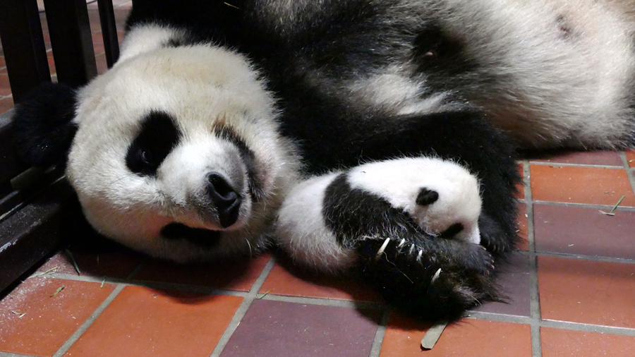 母親シンシンの腕枕（？）で眠る赤ちゃんパンダ。上野動物園ホームページより引用