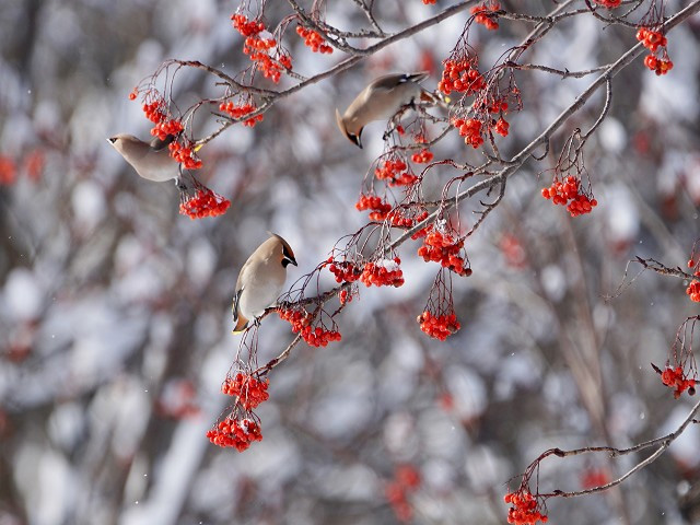 北海道地区「北海道の冬に撮った身近な野鳥」（組写真）