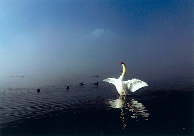 霞富士と羽ばたく白鳥