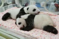 【公募情報】上野動物園で生まれた双子の赤ちゃんパンダ、8月20日まで名前を募集！