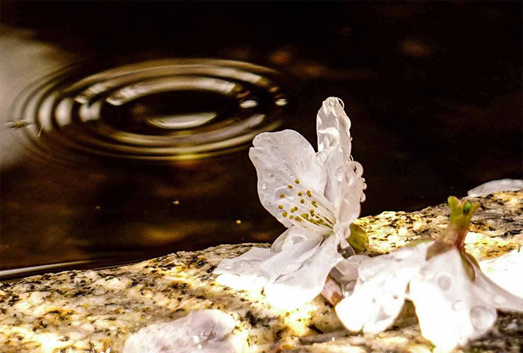 水を浴びる桜
