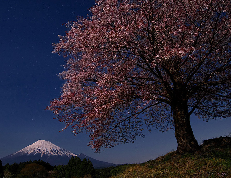 春の月夜のハーモニー