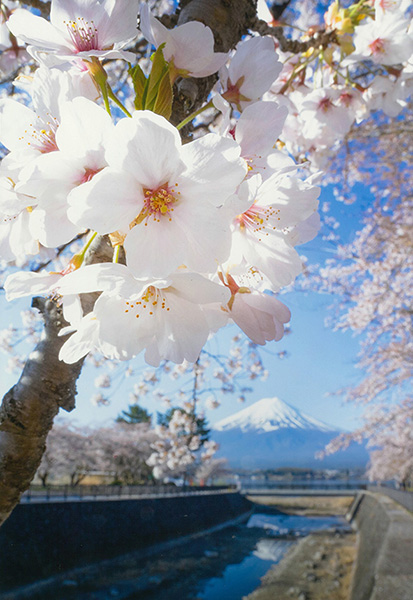 桜（自由部門）