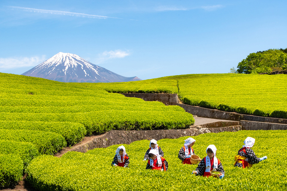 大淵笹場の茶摘み