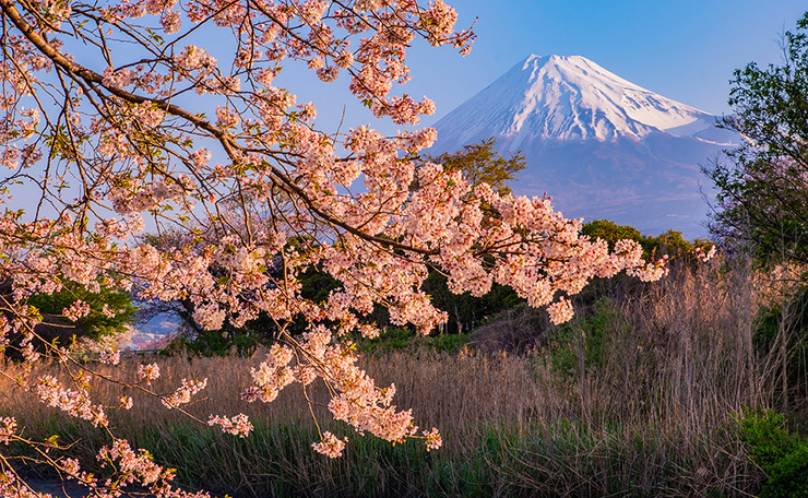 霊峰富士を背に、朝陽にほんのりと恥じらう桜さん