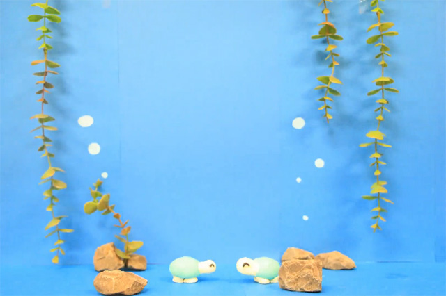 亀救出作戦