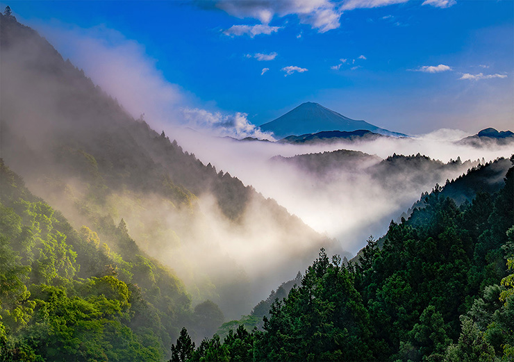 朝陽射す渓谷の森