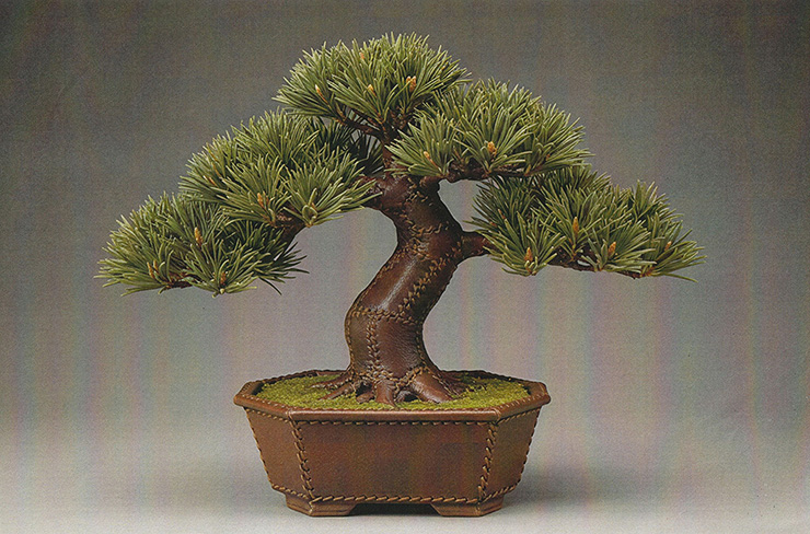 bonsai