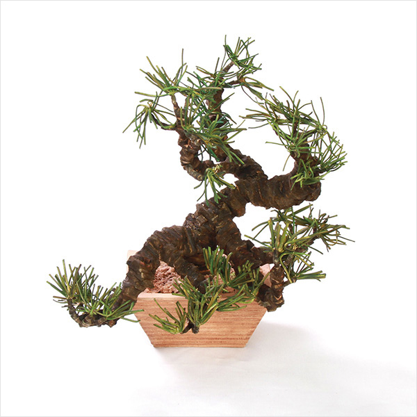 革BONSAI
